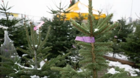 So bleibt der Weihnachtsbaum frisch und schön