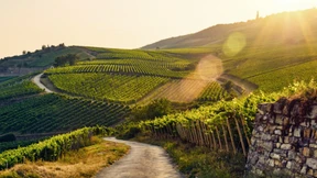 Die Renaissance der Region