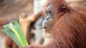 Ein Loch im Zaun in Orang-Utan-Größe