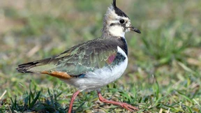 Kiebitz-Kamera in der Wetterau
