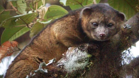 Forscher entdecken neue Raubtierart