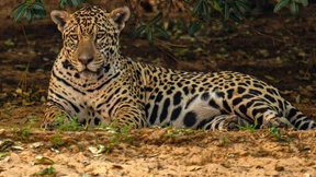 Zahlreiche seltene Tierarten in Gefahr
