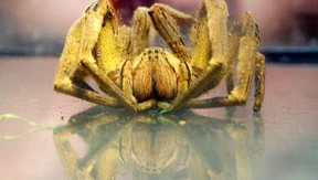 Spinnen-Alarm in Frankfurter Supermarkt