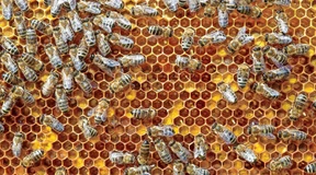 Honigernte fällt überdurchschnittlich gut aus