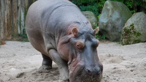 Zoo Frankfurt will Flusspferddame abgeben
