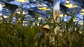 China öffnet den Agrarmarkt im Handelsstreit