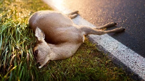 Tausende tote Rehe erfunden