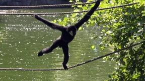 Frankfurter ÖPP-Projekt in der Bredouille 