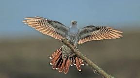 Wie Landwirtschaft und Klimawandel sich auf Kuckucke auswirken