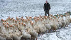Immer weniger Fleisch aus Hessen