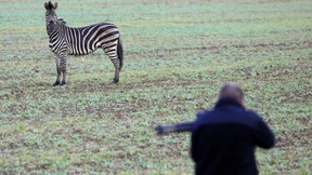 Rostock verteidigt tödliche Schüsse auf Zirkus-Zebra