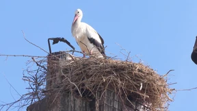 Storchennest legt bayerische Brauerei lahm