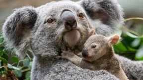 Australien lässt rund 700 Koalas töten