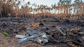 Auch Städte sind von Waldbränden bedroht