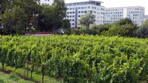 Der Wein erobert die Stadt zurück
