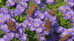 Das langsame Sterben der Schmetterlinge