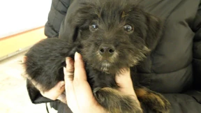 Ausgesetzter Hundewelpe im Sperrmüll