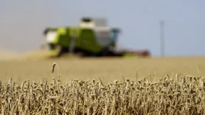 Totalausfall bei den Wintererbsen