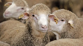 „Schafhaltung ist der Problemlöser“