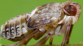 Grillen auf Partnersuche