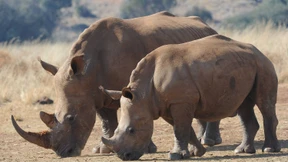 Weniger Nashörner Opfer von Wilderern