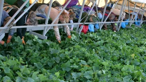 Die deutsche Gurke ist in Gefahr  