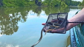 Aale sollen im Rhein wieder heimisch werden