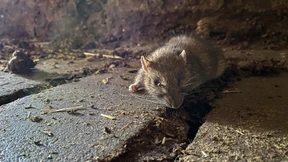 Paris soll lernen, mit seinen Ratten zu leben
