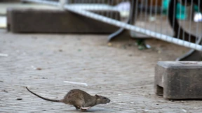 Feuerwehr befreit Ratte aus Gullideckel