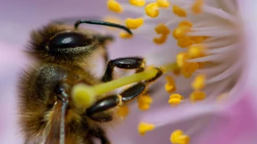 Bienen als geflügelte Fahnder