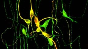 Das Leben  ist eine Scheibe