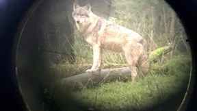 Rodewalder Wolf kann getötet werden