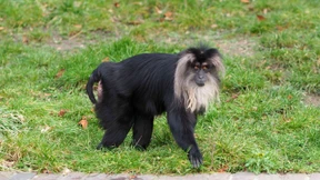 Diebe stehlen Affen aus Leipziger Zoo