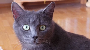 Der Hunger treibt’s nicht rein