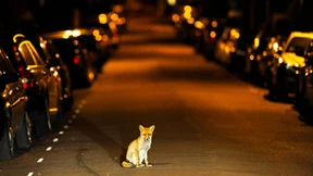 Polizei enttarnt Hauskatzenmörder