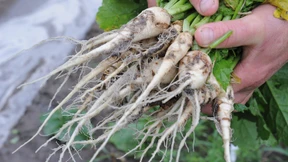 Ein Lob auf das Teltower Rübchen