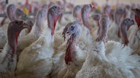 Freiheit im Putenstall – Schadet das dem Tierschutz?