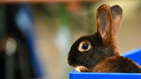 Behörde warnt vor Kaninchenseuche