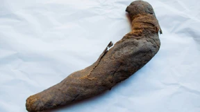 Ein Hausmeister entdeckt im Keller eine Vogelmumie