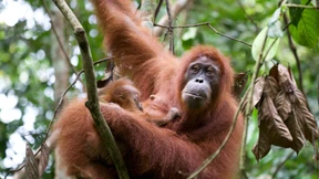 Was wir können, kann dieser Affe schon lange