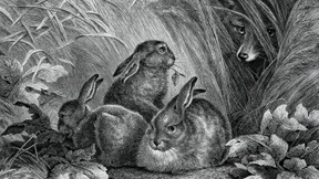 Dieses Buch schlägt Haken wie ein Kaninchen auf Drogen