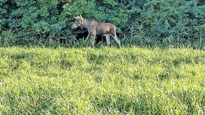 Der völlig unbeeindruckte Emil