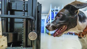 Mit Neugier gegen Wilderer