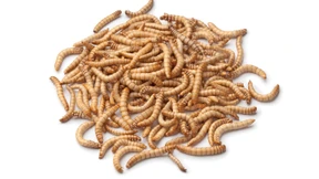 Der Mehlwurm und seine Freunde