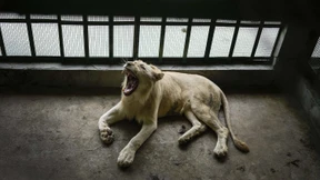 Mann springt in Löwengehege und wird tödlich verletzt