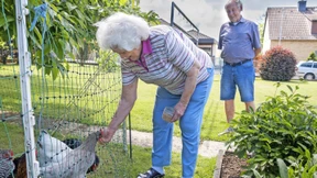 Die reisenden Hühner von Wehrheim