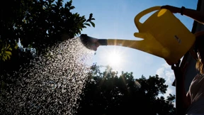 Mit diesen Pflanzen trotzt der Garten Dürre und Hitze