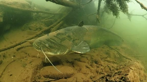 Ist der Wels eine Delikatesse oder ein Gruselfisch?