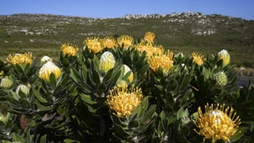 Die aufregendste Blume