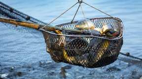 Greenpeace empfiehlt nur Karpfen